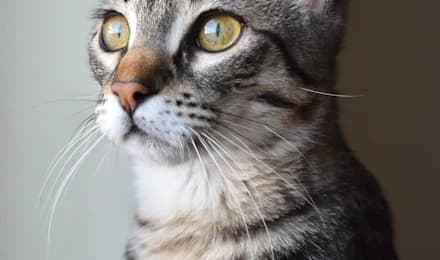 Портрет кота крупним планом